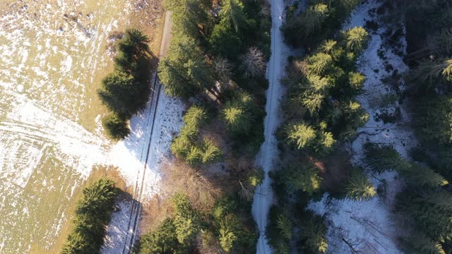 空中，无人机拍摄的云杉，飞越一个针叶林，低塔特拉斯，斯洛伐克视频素材