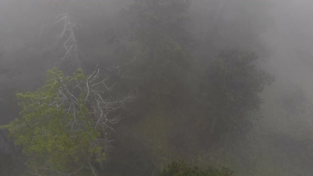 雾蒙蒙的风景飞过树梢，史诗般的无人机在乳白色的迷雾中拍摄神秘的树林。视频素材