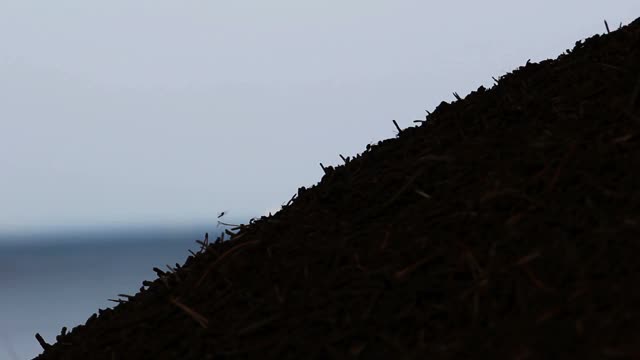 红森林蚂蚁在蚁丘表面行走。蚂蚁在蚁丘里移动。红蚁群的背景。有一群蚂蚁的大蚁冢。靠近蚁丘顶部。森林景观，以大海为背景视频素材