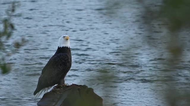 在加拿大不列颠哥伦比亚省的弗雷泽山谷，一只白头秃鹰(Haliaeetus leucocephalus)正坐在树上休息，准备下一次捕猎鲑鱼视频素材