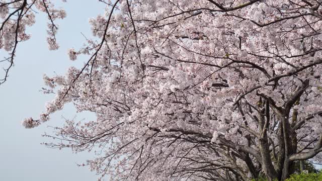 樱花落视频素材