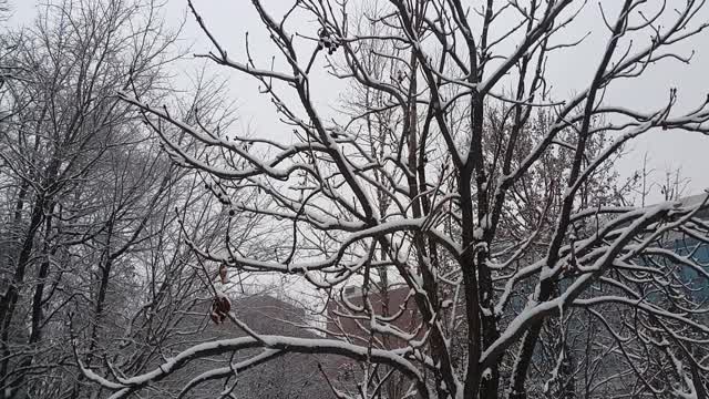 雪地和树木的景色，在一个公园在冬天视频素材