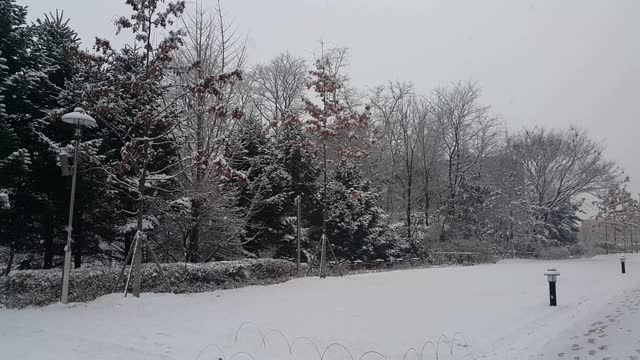 雪地和树木的景色，在一个公园在冬天视频素材