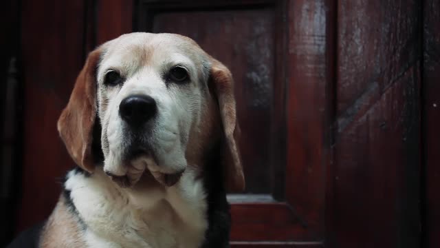 老比格犬看着照相机。视频素材