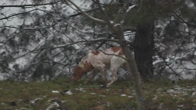 狗穿过田野，四处嗅来嗅去视频素材