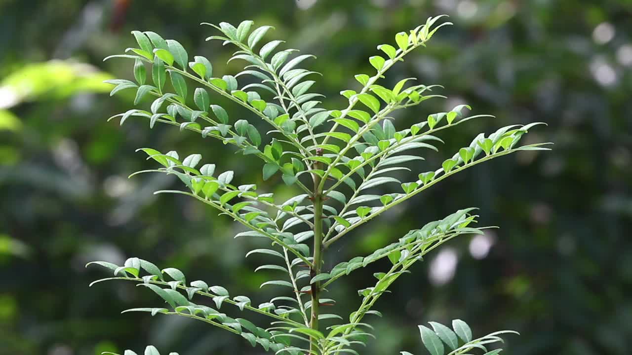 花椒视频素材