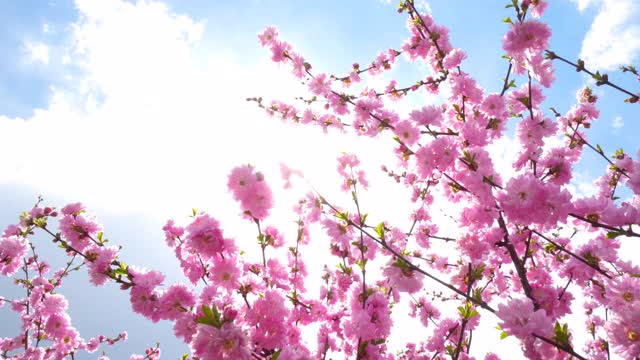 樱花春天的花。春花粉红背景。视频素材