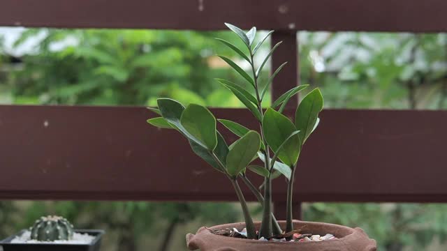 照料室内植物视频素材