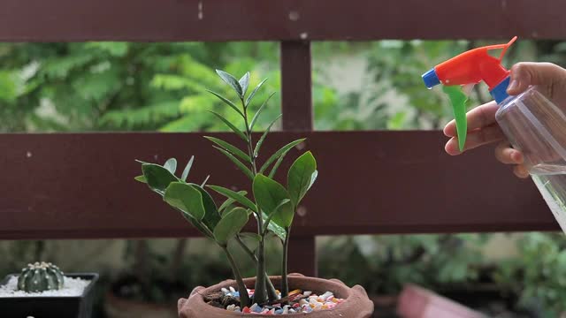 照料室内植物视频素材