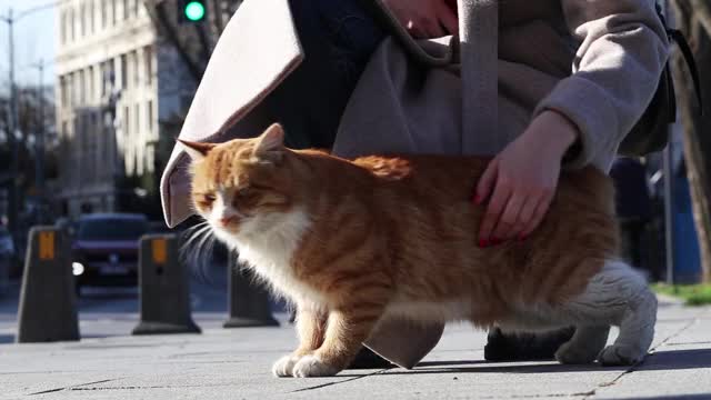 一个女人抚摸着红色的流浪猫。视频素材