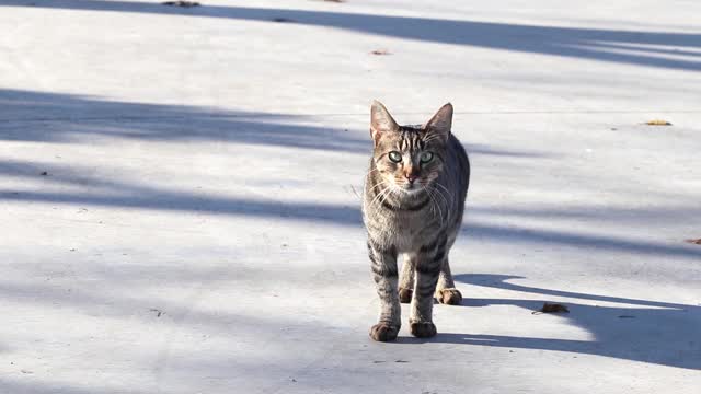 街头流浪猫的肖像。视频素材