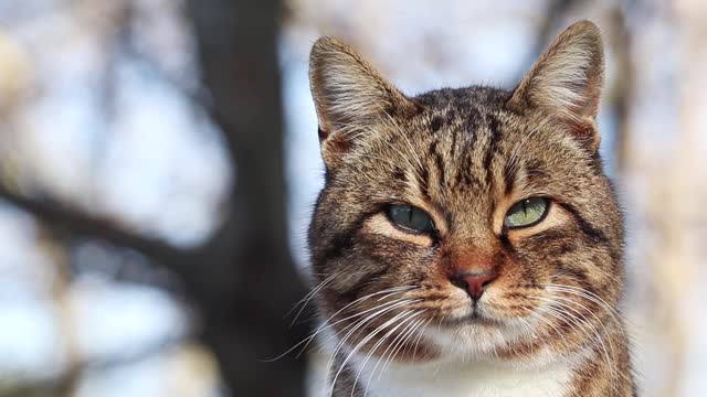 特写无家可归的猫。视频素材