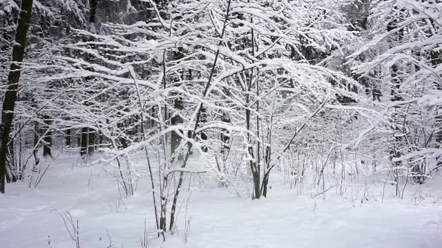 冬天下雪的森林与阳光寒冷的天气。天然森林冬季景观视频素材