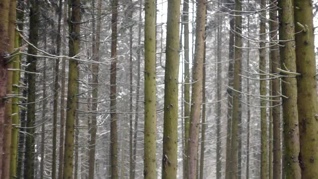 冬天下雪的森林与阳光寒冷的天气。天然森林冬季景观视频素材