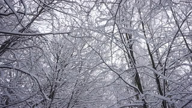 冬天下雪的森林与阳光寒冷的天气。天然森林冬季景观视频素材