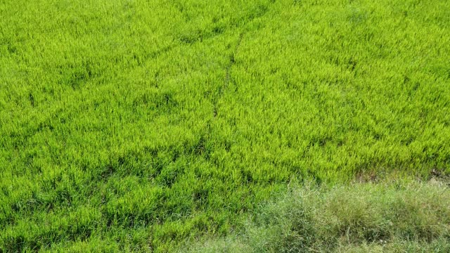 风摇动着稻穗植株移动视频素材