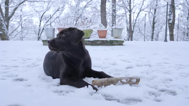 巧克力拉布拉多小狗在雪地里玩木棍。视频素材