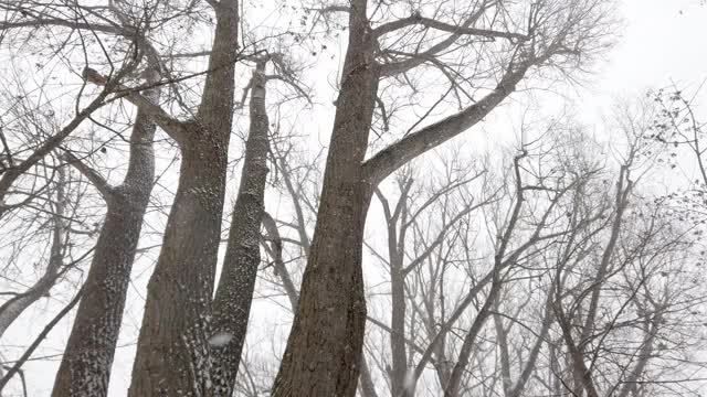 在冬天下雪的时候，镜头穿过老树的小巷，仰望天空视频下载