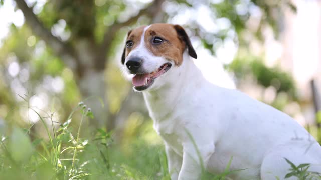 站在夕阳下的小狗杰克罗素梗犬视频素材