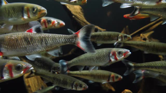 一群在水族箱里游泳的鱼视频素材