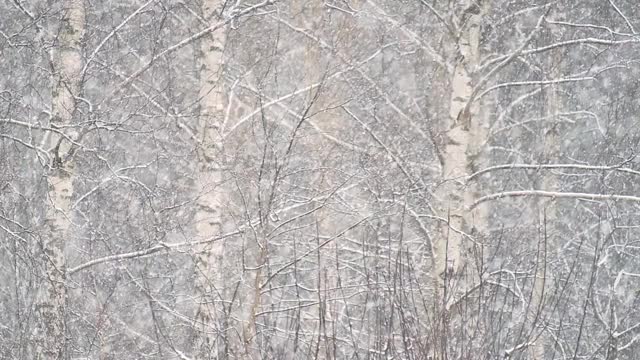 冬天的白桦树背景下，一场大雪缓缓落下视频素材