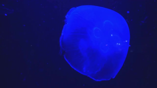 水母水母特写水族馆视频素材