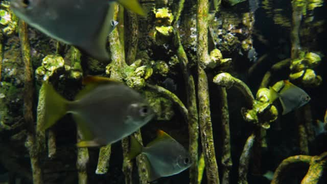 一群在水族箱里游泳的鱼视频素材