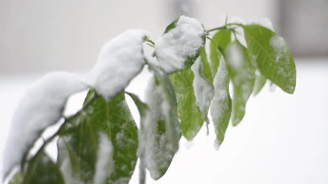 被雪覆盖的树枝在风雪中摇曳，天气预报，自然背景视频素材