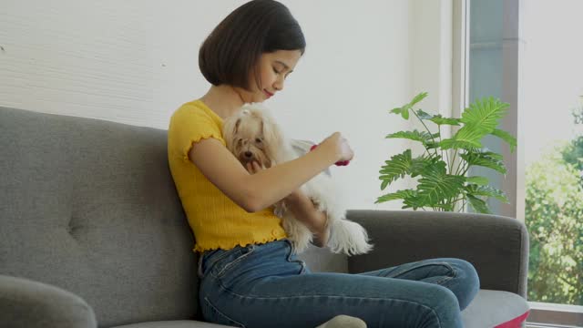 混血泰国德国女孩与马耳他白色的小宠物狗在家里的沙发上玩假期的新常态视频下载