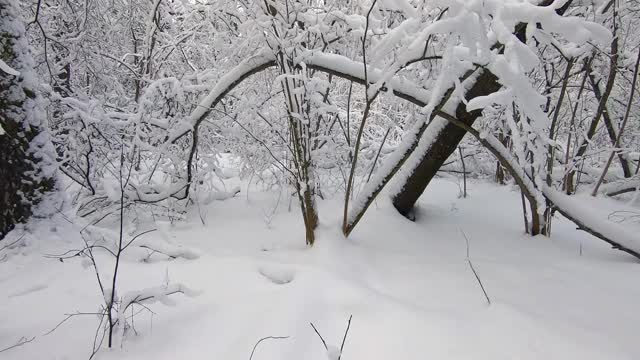 美丽的雪林景观在冬天。在蓝天的衬托下，树木被雪覆盖着视频素材