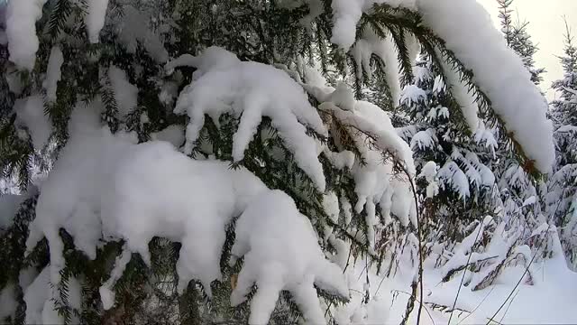 冬天，雪花从树上飘落。美丽的冬季自然景观。缓慢拍摄降雪视频素材