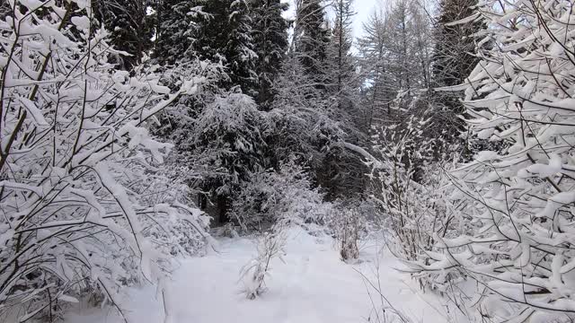 美丽的雪林景观在冬天。在蓝天的衬托下，树木被雪覆盖着视频素材