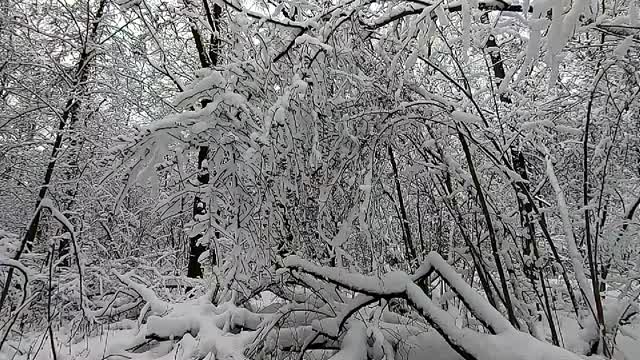 冬天，雪花从树上飘落。美丽的冬季自然景观。缓慢拍摄降雪视频素材