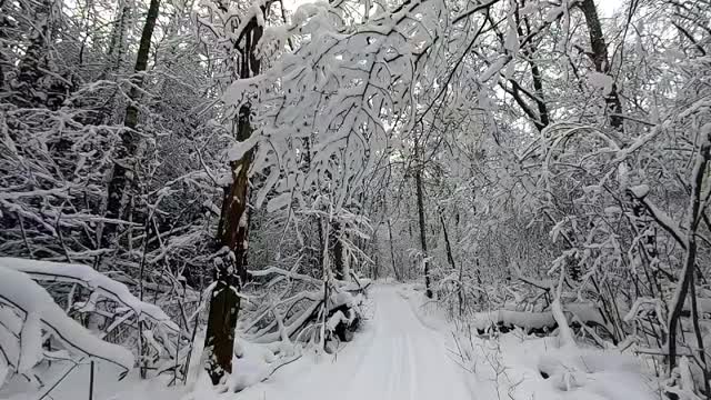 冬天，雪花从树上飘落。美丽的冬季自然景观。缓慢拍摄降雪视频素材