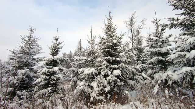 美丽的雪林景观在冬天。在蓝天的衬托下，树木被雪覆盖着视频素材