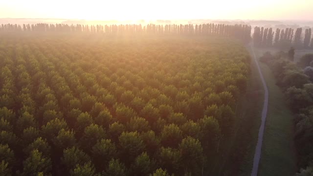 种植树木和泻湖，意大利视频素材