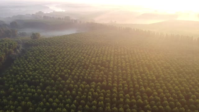 种植树木和泻湖，意大利视频素材