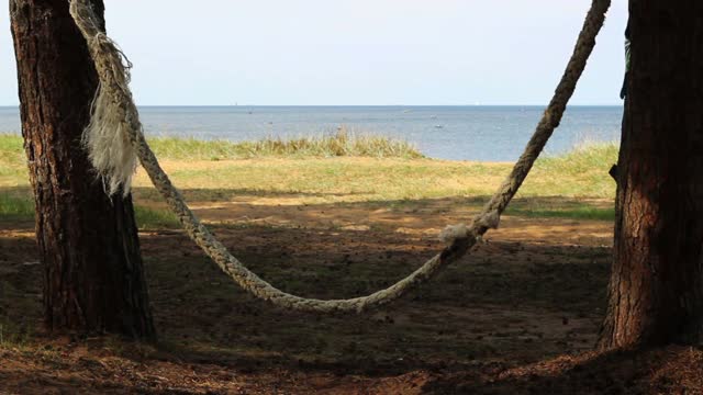 电缆在两棵松树之间摇摆。海景视频素材