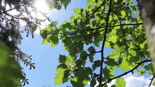 在夏天春天阳光明媚的日子里，树上的新鲜嫩叶，阳光穿过树叶。视频素材