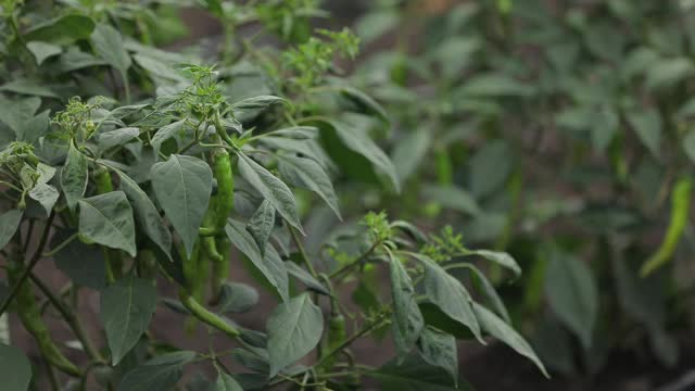 绿色辣椒植物在田间农业的花园。视频素材