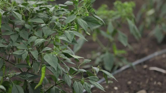 绿色辣椒植物在田间农业的花园。视频素材