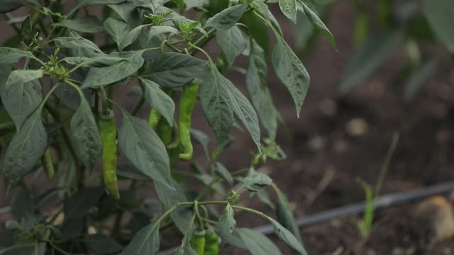 绿色辣椒植物在田间农业的花园。视频素材