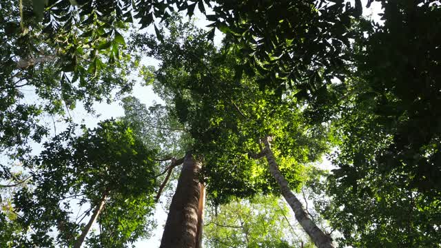 在热带雨林中寻找一棵树视频素材