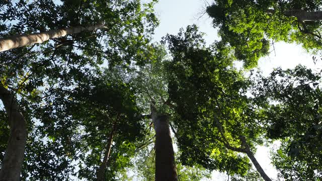 在热带雨林中寻找一棵树视频素材