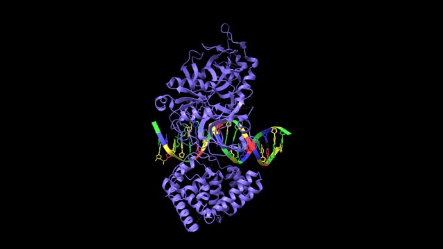 赖氨酸-腺苷酸形式的人LigIV催化结构域与结合的DNA底物视频素材