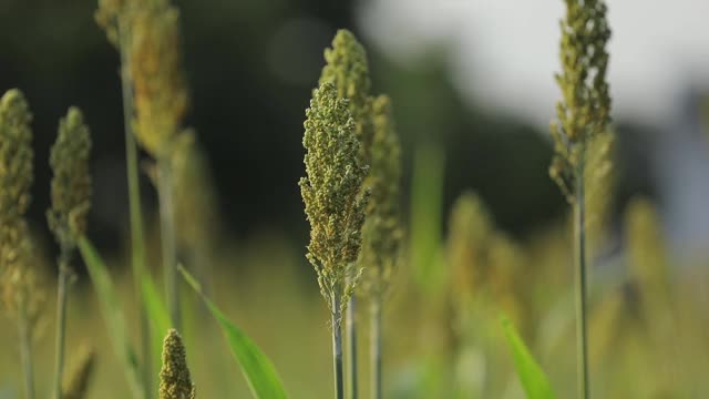 乔瓦谷或高粱作物农场的背景是蓝天视频素材