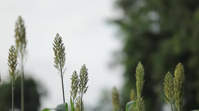 乔瓦谷或高粱作物农场的背景是蓝天视频素材