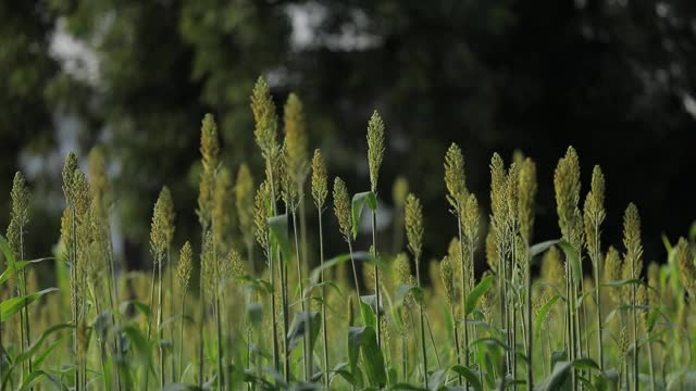 乔瓦谷或高粱作物农场的背景是蓝天视频素材