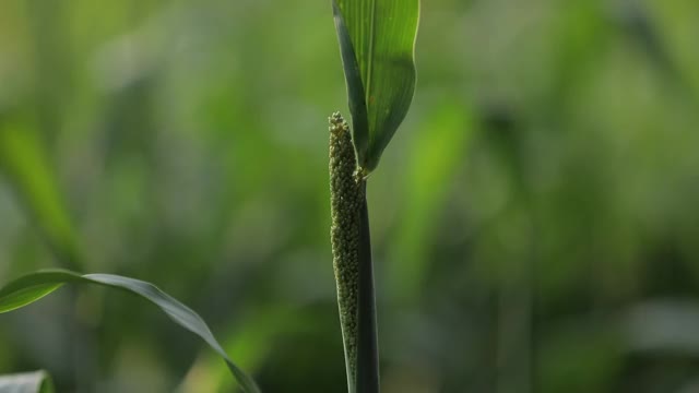 乔瓦谷或高粱作物农场的背景是蓝天视频素材