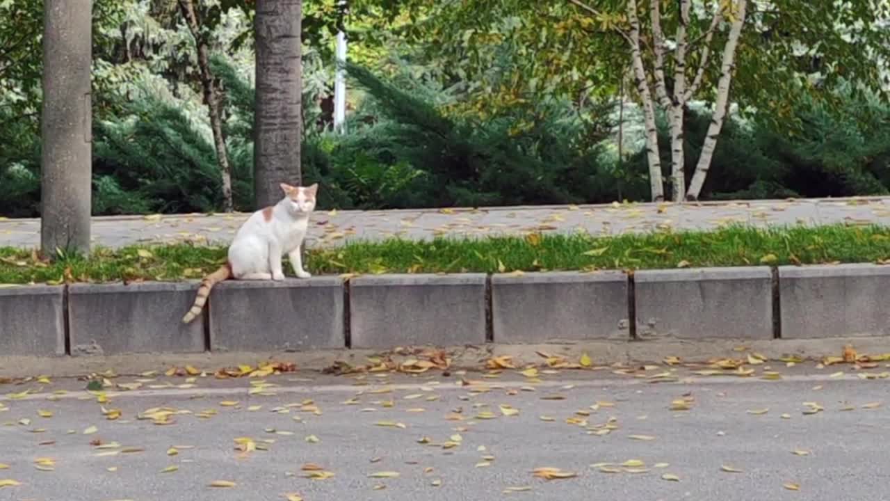 那只白黄色的猫正在路上走视频下载